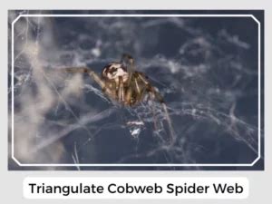 Triangulate Cobweb Spider (Steatoda triangulosa): Facts, Identification ...