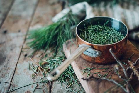 Pine Needle Syrup And A Pine Syrup Gimlet Chew Town Food Blog