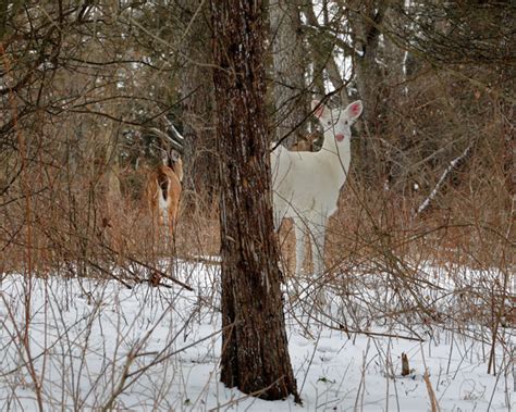 Albino Deer Facts & Information (everything to know) - World Deer