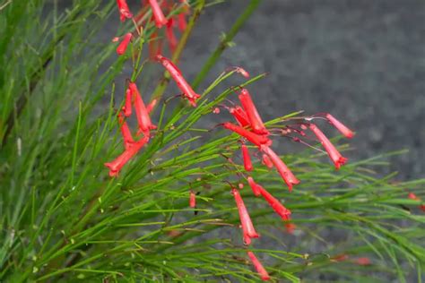 7 Red Flowering Shrubs For Every Garden - Plantglossary