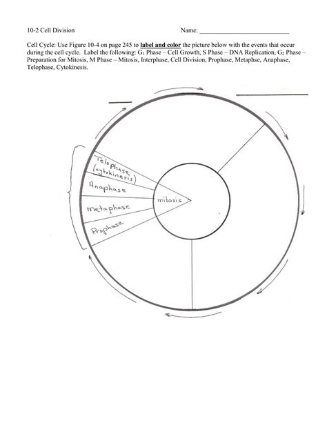 Cell Cycle Coloring Worksheet