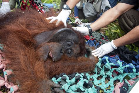 Orangutan 60 Kg Ditranslokasi Ke Gunung Palung Ketapangnews