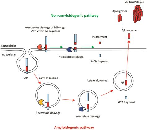 Amyloidogenic And Non Amyloidogenic Processing Of App Aβ Peptides Are