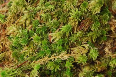 Live Sphagnum Moss Sphagnum Shop