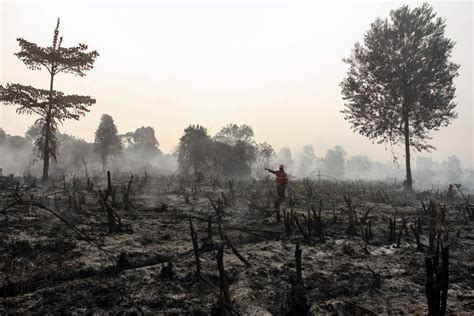 Indonesia forest fires choke Southeast Asia | Environment | Al Jazeera