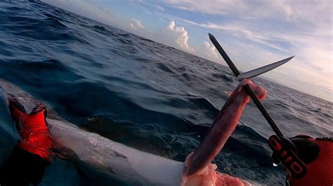 BIG BARRACUDA LUCKY DAY SPEARFISHING PHILIPPINES YouTube