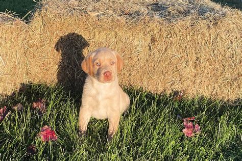 Rebel Labrador Retriever Puppy 62119A Pawrade