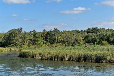 Imagem Gratuita água Lago Zonas Húmidas Floresta Natureza Pântano