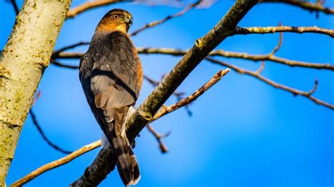 Want to See Wild Predators? Follow the Prey - Cool Green Science