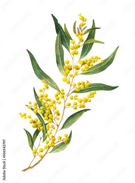 Photo And Art Print Golden Wattle Acacia Pycnantha Is Australias