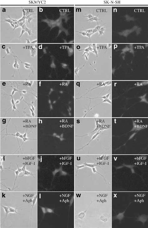 Morphological Differentiation And Mycn Expression In Skmyc2 A L