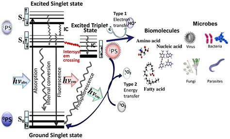 Biofilm Diagram