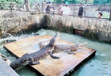 Taman Buaya Asam Kumbang Medan Serunya Selfie Bareng Buaya Cek