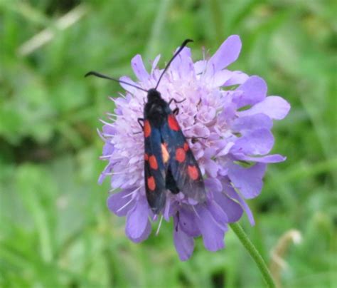 Five Spot Burnet Zygaena Trifolii Observation Org