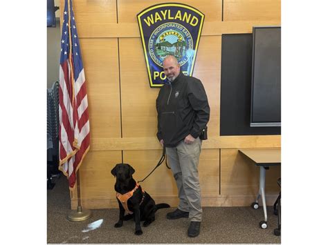 Meet Archie Wayland Police Departments New Comfort Dog Wayland Ma