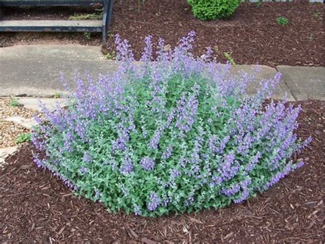 Kocimiętka Walker's Low