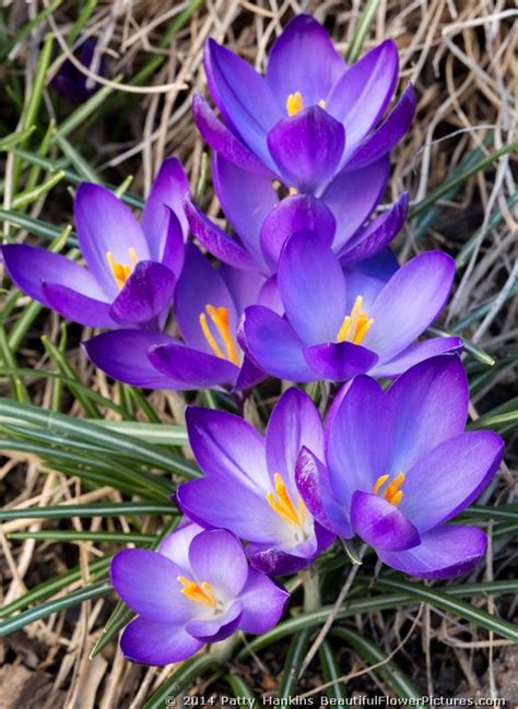 Crocuses Beautiful Flower Pictures Blog