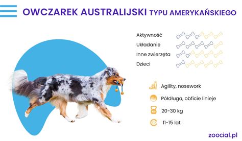 Owczarek Australijski Kelpie Wszystkie Informacje I Opis Rasy