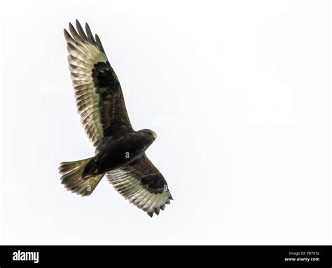 Hovering Hawk Cut Out Stock Images And Pictures Alamy