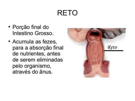 Sistema Digestório