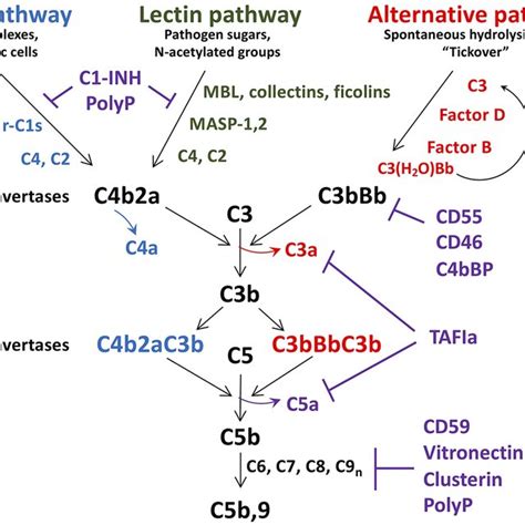 Schematic of complement activation and regulation. Complement... | Download Scientific Diagram