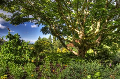 Queen Elizabeth Park Canada Parks Hdr Trees Shrubs Hd Wallpaper