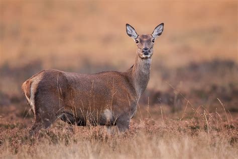 Red Deer Doe Portrait - Francis J Taylor Photography