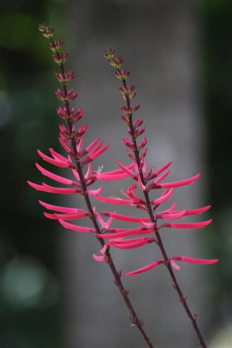 Erythrina Herbacea Coral Bean Pot Gardino Nursery