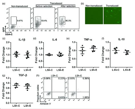 Lentivirus Mediated Etv6 Knockdown A Facs Dot Plots Indicating Gfp