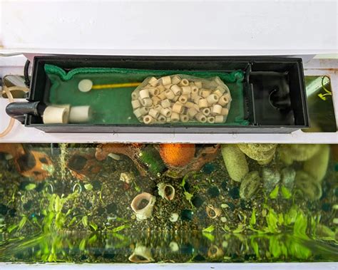 How To Get Rid Of Aquarium Snails Proven Methods Fantasticfishtanks