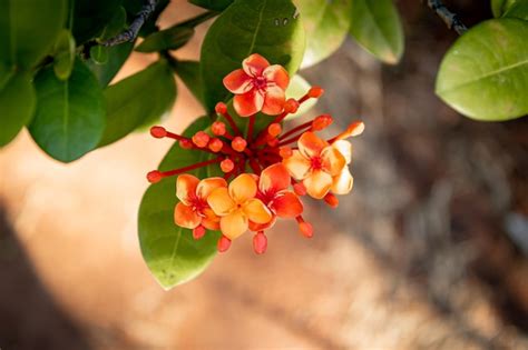 Premium Photo Small Red Flower And Green Leaves On A Brown Background