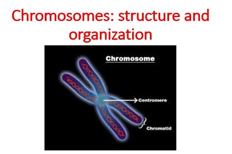 Chromosomes: structure and organization ~ Microbiology Notes