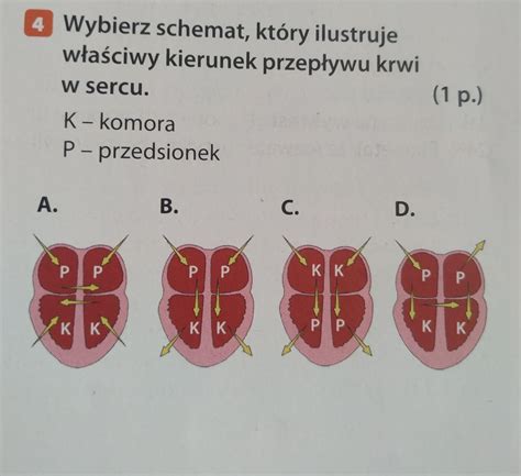 Wybierz Schemat Kt Ry Ilustruje W A Ciwy Kierunek Przep Ywu Krwi W