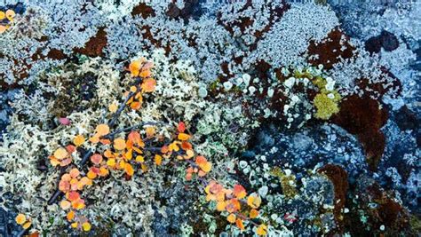 The Unexpectedly Weird And Beautiful World Of Lichens