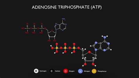 Adenosine Triphosphate (ATP) Diagram - Buy Royalty Free 3D model by ...