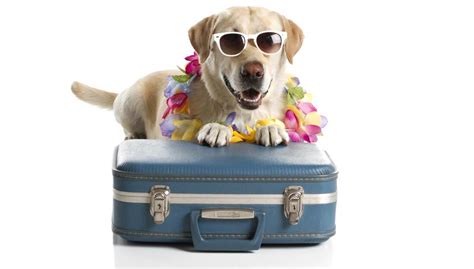 7 Tips Para Salir De Vacaciones Con Tu Mascota Club De Mascotas