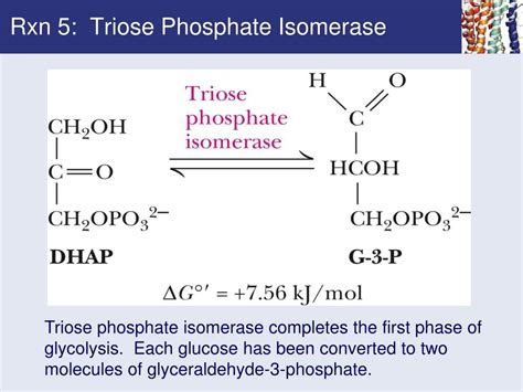 Ppt Chapter 18 Glycolysis Powerpoint Presentation Free Download Id327724