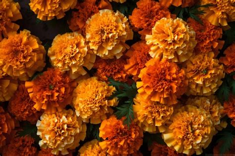 Premium AI Image | Marigold flowers background Marigold flowers ...