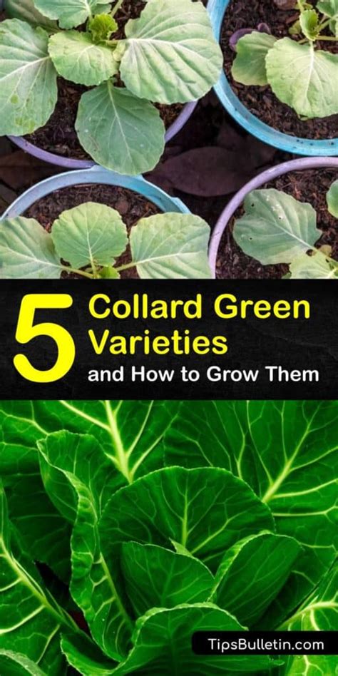 Common Varieties Of Collard Greens Amazing Collard Green Plants