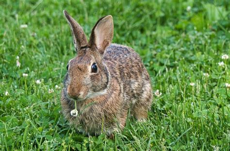 Close Up View Of Eastern Cottontail Rabbit Eating Clover Stock Image