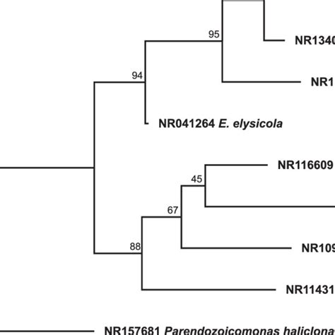 Endozoicomonas S Maximum Likelihood Phylogeny Inferred Under The