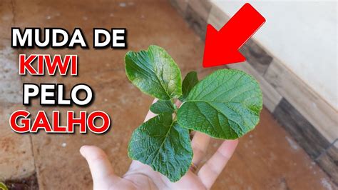 Como fazer MUDA de Kiwi através de GALHO estaquia YouTube