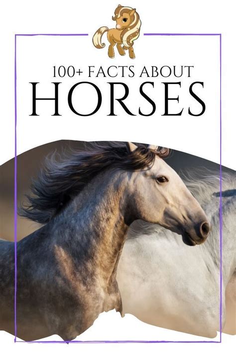 100 Horse Facts - Organized by Category! | Horse facts, Horses, Equestrian