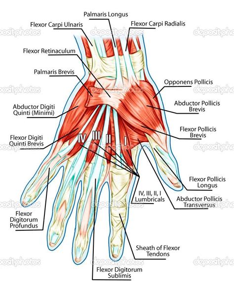 Construction Of The Hand 3 Fig 2 Muscle Of The Fore Arm 4