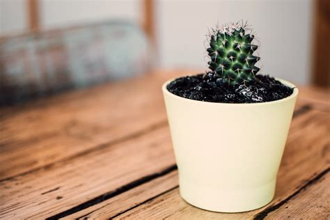 Green Potted Cactus · Free Stock Photo