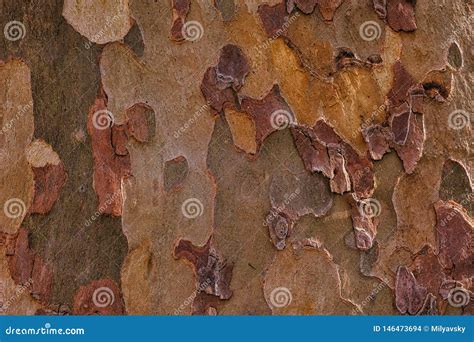 Unique Wooden Texture Colored Bark Stock Photo Image Of Care Bark