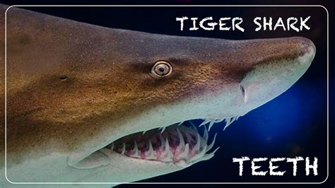 How Many Teeth Does a Tiger Shark Have? – sharksinfo.com