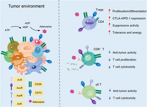 Frontiers The Ectonucleotidases Cd And Cd On T Cells The New