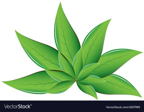 Tea Leaves Royalty Free Vector Image Vectorstock