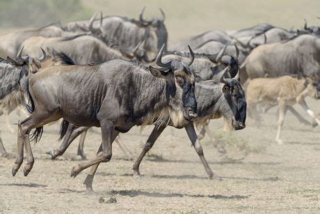 Running Blue Wildebeest Connochaetes Taurinus Gnu Editorial Stock Photo - Stock Image | Shutterstock